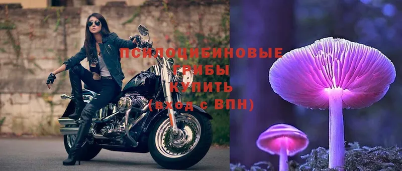 купить  цена  Горняк  Галлюциногенные грибы Psilocybe 